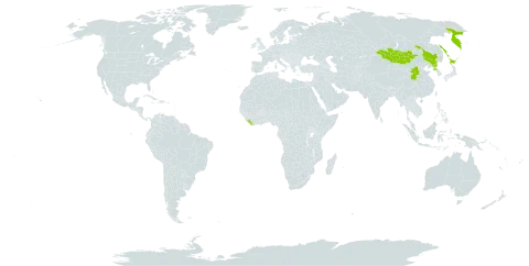 Viola sacchalinensis world distribution map, present in China, Japan, Liberia, Mongolia, Korea (Democratic People's Republic of), and Russian Federation