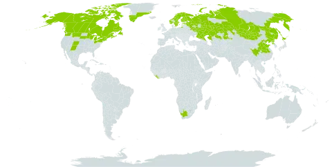 Viola selkirkii world distribution map, present in Canada, China, Estonia, Finland, Greenland, Japan, Kazakhstan, Liberia, Mongolia, Norway, Korea (Democratic People's Republic of), Russian Federation, Sweden, United States of America, and South Africa