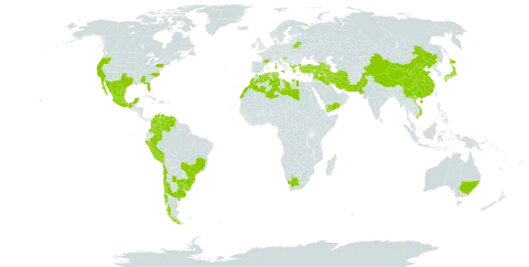 Visnaga daucoides world distribution map, present in Albania, Argentina, Armenia, Australia, Azerbaijan, Belarus, Brazil, Chile, China, Colombia, Cyprus, Algeria, Spain, France, Georgia, Greece, Croatia, Iran (Islamic Republic of), Iraq, Israel, Italy, Japan, Lebanon, Libya, Morocco, Mexico, Malta, Pakistan, Peru, Portugal, Saudi Arabia, Syrian Arab Republic, Tunisia, Turkey, Uruguay, United States of America, Venezuela (Bolivarian Republic of), Viet Nam, Yemen, and South Africa