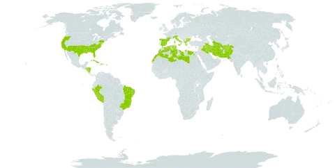 Vitex agnus-castus world distribution map, present in Afghanistan, Åland Islands, Albania, Bulgaria, Brazil, Cuba, Cyprus, Dominica, Algeria, Egypt, Spain, France, Greece, Honduras, Haiti, Iran (Islamic Republic of), Iraq, Italy, Libya, Morocco, Nicaragua, Pakistan, Peru, Palau, Puerto Rico, Turks and Caicos Islands, Turkmenistan, Tunisia, and United States of America