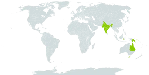 Voacanga grandifolia world distribution map, present in Australia, Indonesia, India, Philippines, and Papua New Guinea