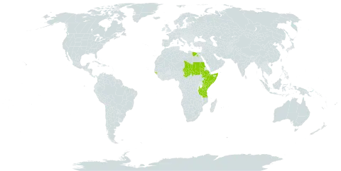 Volkameria acerbiana world distribution map, present in Egypt, Ethiopia, Gambia, Guinea-Bissau, Kenya, Sudan, Somalia, Chad, and Tanzania, United Republic of