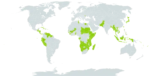 Volkameria world distribution map, present in Angola, Andorra, Benin, Bangladesh, Bahamas, Belize, Bermuda, Botswana, Comoros, Costa Rica, Cuba, Cayman Islands, Dominica, Ecuador, Egypt, Ethiopia, Fiji, Gabon, Guinea, Gambia, Guinea-Bissau, Guatemala, Guyana, Honduras, Haiti, Indonesia, Jamaica, Japan, Kenya, Moldova (Republic of), Madagascar, Maldives, Mali, Myanmar, Mozambique, Mauritius, Namibia, Nicaragua, Nauru, Pakistan, Panama, Peru, Philippines, Puerto Rico, Réunion, Sudan, Solomon Islands, Sierra Leone, Somalia, Suriname, eSwatini, Seychelles, Chad, Togo, Thailand, Tonga, Tunisia, Tuvalu, Taiwan, Province of China, Tanzania, United Republic of, Venezuela (Bolivarian Republic of), Viet Nam, Vanuatu, Wallis and Futuna, Samoa, Zambia, and Zimbabwe