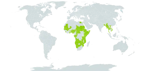 Vossia world distribution map, present in Angola, Benin, Burkina Faso, Bangladesh, Botswana, Central African Republic, Congo, Cabo Verde, Egypt, Ethiopia, Gabon, Ghana, Gambia, Kenya, Mali, Myanmar, Mozambique, Mauritania, Namibia, Nigeria, Rwanda, Sudan, Senegal, Sierra Leone, Somalia, Chad, Thailand, Tanzania, United Republic of, Uganda, Viet Nam, Zambia, and Zimbabwe