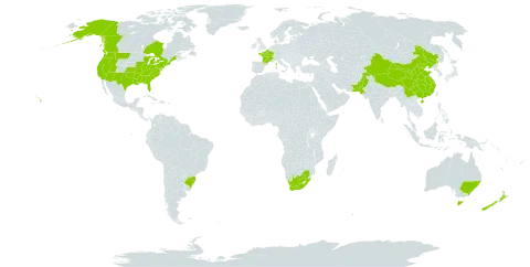 Vulpia myuros world distribution map, present in Australia, Brazil, Canada, China, France, New Zealand, Pakistan, United States of America, and South Africa