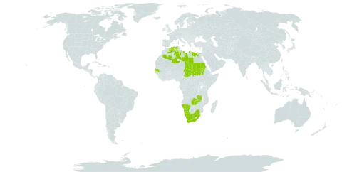 Wahlenbergia campanuloides world distribution map, present in Algeria, Egypt, Libya, Namibia, Sudan, Senegal, Chad, South Africa, and Zambia