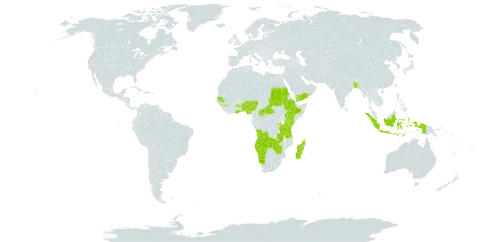 Wahlenbergia hirsuta world distribution map, present in Angola, Benin, Burkina Faso, Bangladesh, Central African Republic, Comoros, Ethiopia, Ghana, Guinea, Indonesia, Kenya, Madagascar, Namibia, Nigeria, Nepal, Rwanda, Sudan, Senegal, Tanzania, United Republic of, Uganda, Yemen, Zambia, and Zimbabwe