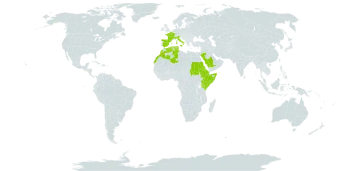 Wahlenbergia lobelioides subsp. nutabunda world distribution map, present in Djibouti, Algeria, Eritrea, Spain, Ethiopia, France, Italy, Kenya, Morocco, Saudi Arabia, Sudan, Somalia, and Tunisia