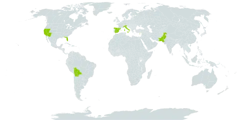 Washingtonia filifera world distribution map, present in Bolivia (Plurinational State of), Cyprus, Spain, Italy, Pakistan, Palau, and United States of America