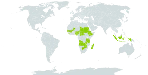 Wiesneria world distribution map, present in Angola, Burkina Faso, Botswana, Central African Republic, Ethiopia, Guinea-Bissau, Indonesia, Madagascar, Mali, Nigeria, Sudan, Senegal, Sierra Leone, Chad, Tanzania, United Republic of, Uganda, Zambia, and Zimbabwe