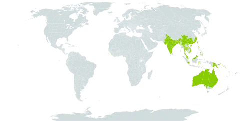 Wikstroemia indica world distribution map, present in Australia, Bangladesh, China, Fiji, Indonesia, India, Sri Lanka, Myanmar, Mauritius, Malaysia, Philippines, Papua New Guinea, Solomon Islands, Thailand, Taiwan, Province of China, Viet Nam, and Vanuatu