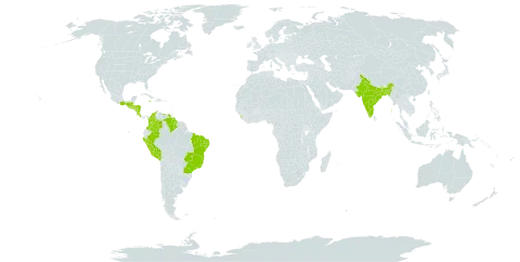 Wissadula contracta world distribution map, present in Bangladesh, Brazil, Colombia, Costa Rica, Grenada, Guatemala, Guyana, Honduras, India, Jamaica, Saint Lucia, Sri Lanka, Mexico, Nicaragua, Peru, El Salvador, Trinidad and Tobago, and Venezuela (Bolivarian Republic of)