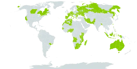 Wolffia arrhiza world distribution map, present in Angola, Australia, Austria, Benin, Burkina Faso, Bangladesh, Bulgaria, Brazil, Botswana, Canada, Czech Republic, Germany, Algeria, Spain, France, Ghana, Guinea-Bissau, Greece, Hungary, Indonesia, Iran (Islamic Republic of), Italy, Kenya, Morocco, Madagascar, Mozambique, Nigeria, Netherlands, Pakistan, Philippines, Korea (Democratic People's Republic of), Portugal, Romania, Russian Federation, Rwanda, Senegal, Togo, Tunisia, Taiwan, Province of China, Tanzania, United Republic of, Uganda, Ukraine, United States of America, and South Africa