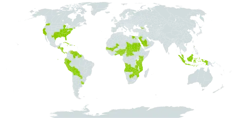 Wolffiella world distribution map, present in Angola, Åland Islands, Benin, Bolivia (Plurinational State of), Botswana, Central African Republic, Costa Rica, Cuba, Dominica, Ecuador, Egypt, Georgia, Ghana, Guatemala, Guyana, Honduras, Haiti, Indonesia, Jamaica, Kenya, Mali, Mozambique, Malaysia, Nigeria, Nicaragua, Panama, Peru, Puerto Rico, Paraguay, Rwanda, Saudi Arabia, Sudan, Senegal, Suriname, Chad, Togo, Tanzania, United Republic of, Uganda, Uruguay, United States of America, Venezuela (Bolivarian Republic of), Zambia, and Zimbabwe