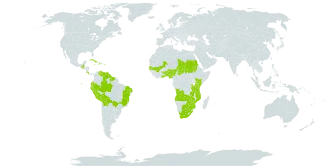 Wolffiella welwitschii world distribution map, present in Angola, Benin, Bolivia (Plurinational State of), Brazil, Botswana, Costa Rica, Cuba, Dominica, Ecuador, Ghana, Guatemala, Guyana, Haiti, Jamaica, Kenya, Mali, Mozambique, Nigeria, Peru, Puerto Rico, Rwanda, Sudan, Senegal, Suriname, Chad, Togo, Tanzania, United Republic of, Uganda, Venezuela (Bolivarian Republic of), South Africa, Zambia, and Zimbabwe