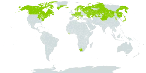 Woodsia ilvensis world distribution map, present in Austria, Canada, Switzerland, China, Czech Republic, Germany, Estonia, Finland, France, United Kingdom of Great Britain and Northern Ireland, Georgia, Greenland, Croatia, Hungary, Iceland, Italy, Japan, Kazakhstan, Liberia, Mongolia, Norway, Poland, Romania, Russian Federation, Slovakia, Slovenia, Sweden, Ukraine, United States of America, and South Africa