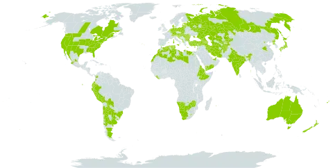 Xanthium spinosum subsp. spinosum world distribution map, present in Afghanistan, Albania, Andorra, United Arab Emirates, Argentina, Armenia, Australia, Austria, Azerbaijan, Belgium, Bulgaria, Bosnia and Herzegovina, Bolivia (Plurinational State of), Brazil, Botswana, Canada, Switzerland, Chile, China, Colombia, Cyprus, Germany, Denmark, Algeria, Ecuador, Egypt, Eritrea, Spain, Estonia, Ethiopia, Fiji, France, United Kingdom of Great Britain and Northern Ireland, Georgia, Gibraltar, Greece, Croatia, Hungary, India, Iran (Islamic Republic of), Israel, Italy, Japan, Kazakhstan, Kyrgyzstan, Lebanon, Liberia, Libya, Sri Lanka, Lesotho, Lithuania, Luxembourg, Latvia, Morocco, Moldova (Republic of), Mexico, North Macedonia, Malta, Montenegro, Mauritius, Namibia, Netherlands, New Zealand, Peru, Poland, Korea (Democratic People's Republic of), Portugal, Paraguay, Qatar, Réunion, Romania, Russian Federation, Saudi Arabia, Serbia, Slovakia, Slovenia, Tajikistan, Turkmenistan, Tunisia, Turkey, Ukraine, Uruguay, United States of America, Uzbekistan, Yemen, South Africa, and Zimbabwe