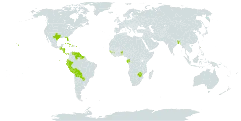 Xanthosoma world distribution map, present in Åland Islands, Benin, Bangladesh, Belize, Bolivia (Plurinational State of), Cook Islands, Costa Rica, Cuba, Cayman Islands, Dominica, Ecuador, Gabon, Guinea, Guinea-Bissau, Guatemala, Guyana, Honduras, Haiti, Jamaica, Norfolk Island, Nicaragua, Panama, Peru, Puerto Rico, Paraguay, Suriname, United States of America, Venezuela (Bolivarian Republic of), and Zimbabwe