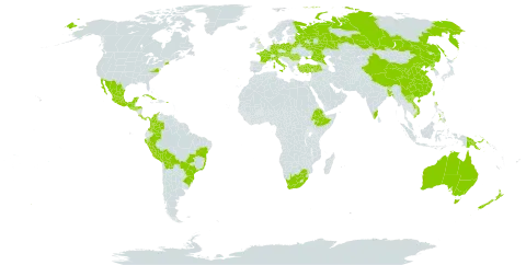 Xerochrysum bracteatum world distribution map, present in Australia, Austria, Bangladesh, Belarus, Bolivia (Plurinational State of), Brazil, Bhutan, China, Cook Islands, Colombia, Costa Rica, Cuba, Germany, Spain, Ethiopia, France, United Kingdom of Great Britain and Northern Ireland, Guatemala, Honduras, Hungary, India, Italy, Lao People's Democratic Republic, Moldova (Republic of), Mexico, New Zealand, Panama, Peru, Philippines, Papua New Guinea, Poland, Puerto Rico, Korea (Democratic People's Republic of), Portugal, Romania, Russian Federation, El Salvador, Slovakia, Turkey, Taiwan, Province of China, Ukraine, United States of America, Viet Nam, and South Africa