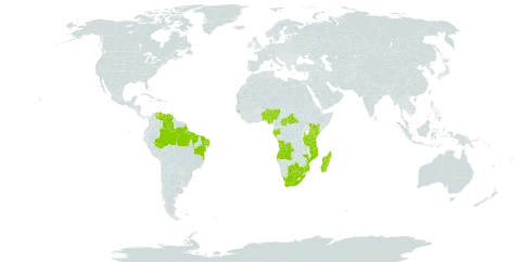 Xyris anceps var. anceps world distribution map, present in Angola, Benin, Brazil, Botswana, Central African Republic, Gabon, Guinea-Bissau, Kenya, Madagascar, Mozambique, Mauritius, Nigeria, Tanzania, United Republic of, Venezuela (Bolivarian Republic of), and South Africa