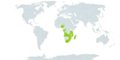 Xyris congensis world distribution map, present in Angola, Burkina Faso, Congo, Gabon, Madagascar, Mozambique, Nigeria, Tanzania, United Republic of, Uganda, South Africa, Zambia, and Zimbabwe