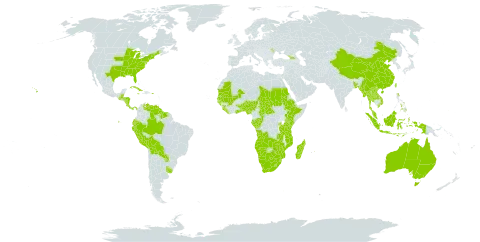 Xyris world distribution map, present in Angola, Åland Islands, Andorra, Australia, Benin, Burkina Faso, Bangladesh, Belize, Bolivia (Plurinational State of), Brazil, Botswana, Central African Republic, China, Congo, Costa Rica, Cuba, Dominica, Ecuador, Ethiopia, Micronesia (Federated States of), Gabon, Georgia, Ghana, Guinea, Guinea-Bissau, Guatemala, Guyana, Honduras, Indonesia, Jamaica, Kenya, Lao People's Democratic Republic, Liberia, Lesotho, Moldova (Republic of), Madagascar, Mali, Myanmar, Mozambique, Mauritania, Mauritius, Malaysia, Namibia, Nigeria, Nicaragua, Nepal, Panama, Peru, Philippines, Palau, Puerto Rico, Paraguay, Rwanda, Sudan, Senegal, Sierra Leone, Suriname, eSwatini, Chad, Togo, Thailand, Taiwan, Province of China, Tanzania, United Republic of, Uganda, Uruguay, United States of America, Venezuela (Bolivarian Republic of), Viet Nam, South Africa, Zambia, and Zimbabwe