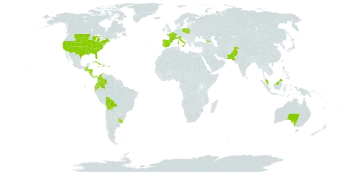 Yucca world distribution map, present in Åland Islands, Australia, Bahamas, Belize, Bermuda, Bolivia (Plurinational State of), Colombia, Costa Rica, Cuba, Cayman Islands, Dominica, Ecuador, Spain, France, Micronesia (Federated States of), Georgia, Guatemala, Honduras, Haiti, Italy, Jamaica, Mauritius, Malaysia, Nicaragua, Pakistan, Panama, Poland, Puerto Rico, Portugal, Réunion, Turks and Caicos Islands, Uruguay, and United States of America