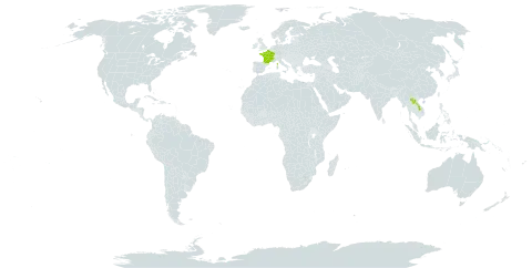 Yushania anceps world distribution map, present in France and Lao People's Democratic Republic