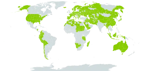 Zannichellia world distribution map, present in Afghanistan, Åland Islands, Albania, Australia, Austria, Bangladesh, Bulgaria, Belarus, Bolivia (Plurinational State of), Botswana, Switzerland, Chile, China, Colombia, Cyprus, Czech Republic, Germany, Denmark, Algeria, Ecuador, Egypt, Spain, Finland, France, Micronesia (Federated States of), Greece, Hungary, Indonesia, Ireland, Iran (Islamic Republic of), Iraq, Iceland, Italy, Japan, Kazakhstan, Kyrgyzstan, Libya, Morocco, Madagascar, Myanmar, Montenegro, Malaysia, Namibia, Nicaragua, Netherlands, Norway, Nepal, Pakistan, Peru, Palau, Poland, Korea (Democratic People's Republic of), Portugal, Romania, Russian Federation, Saudi Arabia, Sudan, Sweden, Turks and Caicos Islands, Chad, Turkmenistan, Tunisia, Taiwan, Province of China, Tanzania, United Republic of, Ukraine, United States of America, Uzbekistan, and Yemen