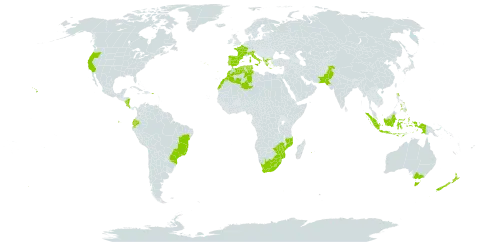 Zantedeschia aethiopica world distribution map, present in Albania, Australia, Bermuda, Brazil, Costa Rica, Dominica, Algeria, Ecuador, Spain, France, Greece, Indonesia, Italy, Lesotho, Morocco, Mozambique, Norfolk Island, Nicaragua, New Zealand, Pakistan, Philippines, Puerto Rico, Portugal, Réunion, eSwatini, Turks and Caicos Islands, Tunisia, United States of America, South Africa, and Zimbabwe