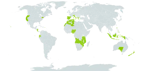 Zantedeschia world distribution map, present in Angola, Albania, Australia, Bermuda, Costa Rica, Dominica, Algeria, Ecuador, Spain, Greece, Indonesia, Italy, Lesotho, Morocco, Mozambique, Norfolk Island, Nigeria, Nicaragua, New Zealand, Philippines, Puerto Rico, Portugal, Réunion, eSwatini, Turks and Caicos Islands, Tunisia, Tanzania, United Republic of, United States of America, Zambia, and Zimbabwe