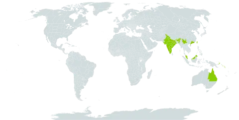 Zehneria mucronata world distribution map, present in American Samoa, Australia, Bhutan, China, Fiji, Micronesia (Federated States of), India, Malaysia, Niue, Philippines, Papua New Guinea, Solomon Islands, Tonga, Taiwan, Province of China, and Samoa