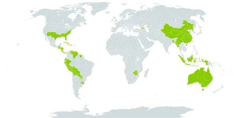 Zephyranthes world distribution map, present in Åland Islands, Andorra, Australia, Bangladesh, Bahamas, Belize, Bermuda, Bolivia (Plurinational State of), China, Cook Islands, Costa Rica, Cuba, Cayman Islands, Dominica, Ecuador, Georgia, Guatemala, Honduras, Haiti, Indonesia, Jamaica, Myanmar, Mauritius, Nicaragua, Nepal, Nauru, Panama, Peru, Puerto Rico, Korea (Democratic People's Republic of), Paraguay, Solomon Islands, Suriname, Seychelles, Tokelau, Tonga, Uruguay, United States of America, Venezuela (Bolivarian Republic of), Vanuatu, Wallis and Futuna, Samoa, and Zimbabwe