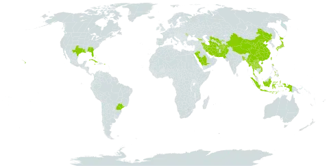 Zeuxine strateumatica world distribution map, present in Afghanistan, Åland Islands, Bangladesh, Bahamas, Bermuda, Brazil, China, Cuba, Georgia, Indonesia, Iran (Islamic Republic of), Jamaica, Japan, Lao People's Democratic Republic, Moldova (Republic of), Myanmar, Nepal, Pakistan, Philippines, Puerto Rico, Saudi Arabia, Thailand, Turkmenistan, Taiwan, Province of China, United States of America, Uzbekistan, and Viet Nam