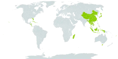 Zingiber world distribution map, present in Andorra, Australia, Bangladesh, China, Cook Islands, Costa Rica, Cuba, Dominica, Fiji, Honduras, Haiti, Indonesia, Japan, Lao People's Democratic Republic, Madagascar, Myanmar, Mauritius, Nepal, Pitcairn, Philippines, Puerto Rico, Korea (Democratic People's Republic of), Réunion, Thailand, Tonga, Taiwan, Province of China, United States of America, Viet Nam, Wallis and Futuna, and Samoa