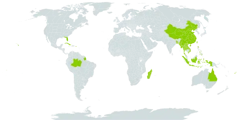 Zingiber zerumbet world distribution map, present in Andorra, Australia, Bangladesh, Brazil, China, Cook Islands, Cuba, Dominica, Fiji, Indonesia, Lao People's Democratic Republic, Madagascar, Myanmar, Pitcairn, Philippines, Puerto Rico, Thailand, Tonga, Taiwan, Province of China, United States of America, Viet Nam, Wallis and Futuna, and Samoa