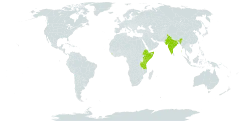 Zornia apiculata world distribution map, present in Ethiopia, India, Kenya, Sri Lanka, Somalia, and Tanzania, United Republic of