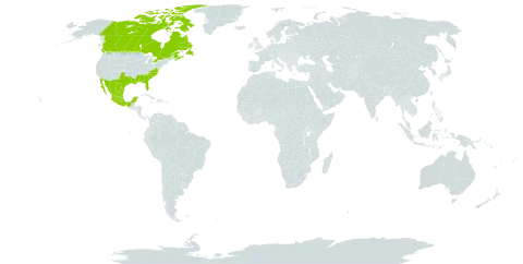 Zornia bracteata world distribution map, present in Canada, Mexico, and United States of America