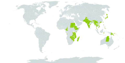 Zornia gibbosa world distribution map, present in Angola, Australia, Burundi, Bhutan, China, Cameroon, Ethiopia, Indonesia, India, Japan, Kenya, Sri Lanka, Madagascar, Myanmar, Northern Mariana Islands, Mozambique, Mauritius, Malawi, Nepal, Pakistan, Philippines, Papua New Guinea, Réunion, Rwanda, Sudan, Thailand, Taiwan, Province of China, Tanzania, United Republic of, Uganda, United States of America, Viet Nam, Zambia, and Zimbabwe