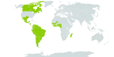 Zornia latifolia world distribution map, present in Angola, Argentina, American Samoa, Burundi, Benin, Bonaire, Sint Eustatius and Saba, Bolivia (Plurinational State of), Brazil, Canada, Côte d'Ivoire, Cameroon, Colombia, Costa Rica, Ghana, Guinea, French Guiana, Guyana, Liberia, Madagascar, Mexico, Mali, Nigeria, Nicaragua, Peru, Paraguay, Senegal, Sierra Leone, Suriname, Togo, Uruguay, United States of America, and Venezuela (Bolivarian Republic of)