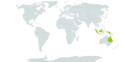 Zornia muelleriana world distribution map, present in Australia and Indonesia