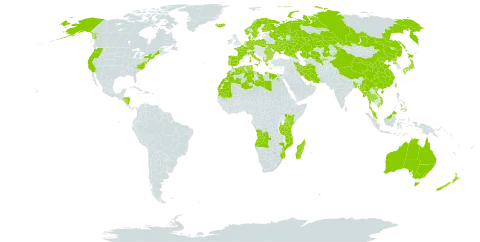 Zostera world distribution map, present in Angola, Albania, Australia, Bangladesh, Bulgaria, Bermuda, China, Germany, Denmark, Algeria, Egypt, Spain, Finland, France, Greece, Honduras, Ireland, Iran (Islamic Republic of), Iceland, Italy, Japan, Kazakhstan, Kenya, Libya, Morocco, Madagascar, Myanmar, Mozambique, Mauritania, Malaysia, Norfolk Island, Nicaragua, Netherlands, Norway, New Zealand, Philippines, Poland, Korea (Democratic People's Republic of), Portugal, Romania, Russian Federation, Singapore, Sweden, Turks and Caicos Islands, Thailand, Tunisia, Taiwan, Province of China, Tanzania, United Republic of, Ukraine, United States of America, Uzbekistan, and Viet Nam