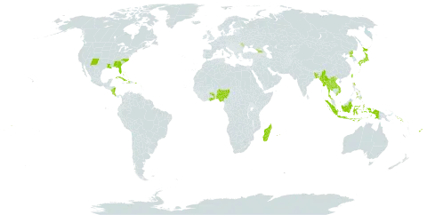 Zoysia matrella var. matrella world distribution map, present in Åland Islands, Bangladesh, Bahamas, Bermuda, Costa Rica, Cuba, Dominica, Fiji, Georgia, Ghana, Haiti, Indonesia, Japan, Lao People's Democratic Republic, Moldova (Republic of), Madagascar, Maldives, Myanmar, Mauritius, Nigeria, Nicaragua, Philippines, Puerto Rico, Korea (Democratic People's Republic of), Réunion, Solomon Islands, Togo, Thailand, Taiwan, Province of China, United States of America, Viet Nam, and Samoa