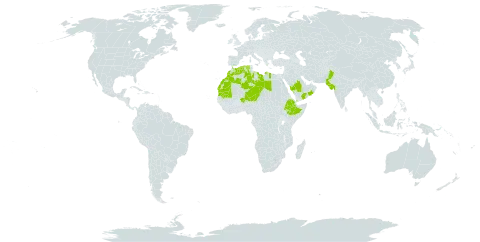 Zygophyllum arabicum world distribution map, present in Bahrain, Algeria, Ethiopia, India, Israel, Libya, Sri Lanka, Morocco, Mauritania, Niger, Oman, Pakistan, Saudi Arabia, Chad, and Yemen