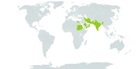 Zygophyllum coccineum world distribution map, present in Egypt, Eritrea, India, Iran (Islamic Republic of), Israel, Kuwait, Oman, Pakistan, Saudi Arabia, Sudan, and Yemen