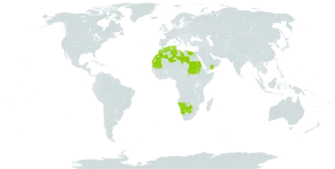 Zygophyllum mayanum world distribution map, present in Botswana, Cabo Verde, Algeria, Egypt, Israel, Libya, Sri Lanka, Morocco, Mauritania, Namibia, Sudan, Chad, Tunisia, Yemen, and South Africa