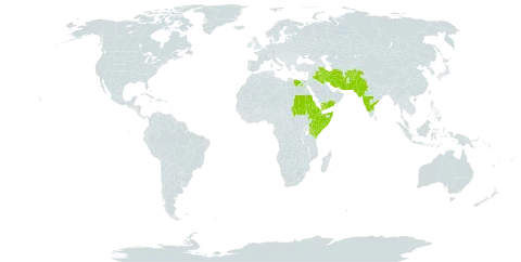 Zygophyllum paulayanum world distribution map, present in Afghanistan, Djibouti, Egypt, Eritrea, Ethiopia, India, Iran (Islamic Republic of), Iraq, Kenya, Pakistan, Saudi Arabia, Sudan, Somalia, and Yemen