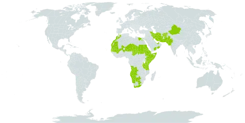 Zygophyllum simplex world distribution map, present in Afghanistan, Angola, United Arab Emirates, Bahrain, Botswana, China, Cabo Verde, Djibouti, Egypt, Eritrea, Ethiopia, India, Iran (Islamic Republic of), Israel, Kenya, Kuwait, Sri Lanka, Morocco, Mali, Mauritania, Namibia, Niger, Oman, Pakistan, Qatar, Saudi Arabia, Sudan, Senegal, Somalia, Chad, Tanzania, United Republic of, Yemen, and South Africa